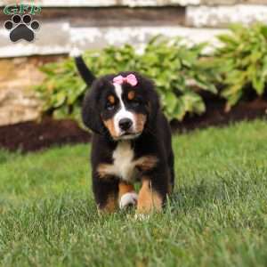 Marcy, Bernese Mountain Dog Puppy